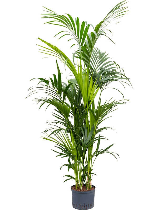 Planta naturala de interior Tuft D80xH180cm Kentia (Howea) forsteriana P25/19cm in hidrogranule