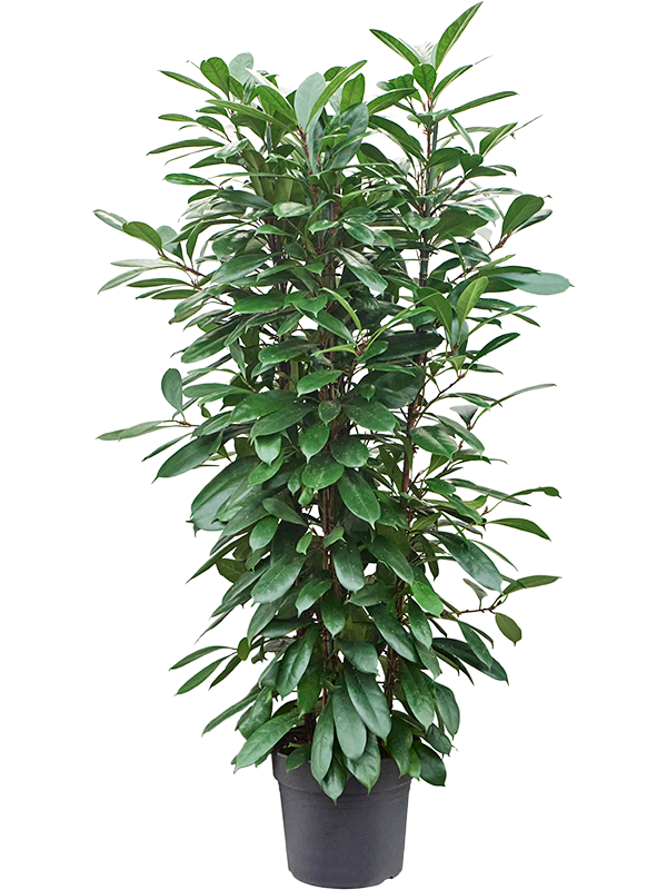 Planta naturala de interior Tuft D80xH185cm Ficus cyathistipula PS38/32cm in pamant