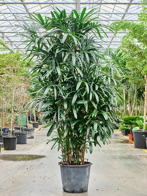 Planta naturala de interior Tuft D80xH250cm Rhapis excelsa PS50/41cm in pamant