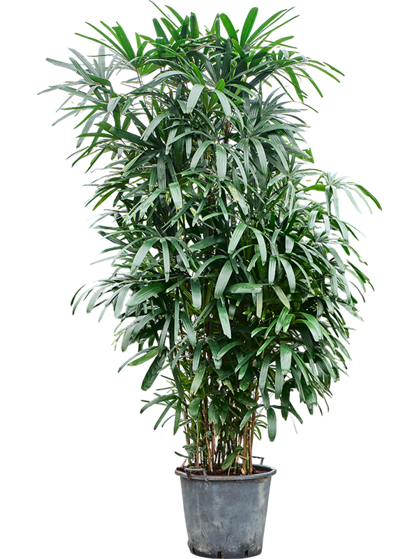 Planta naturala de interior Tuft D80xH250cm Rhapis excelsa PS50/41cm in pamant