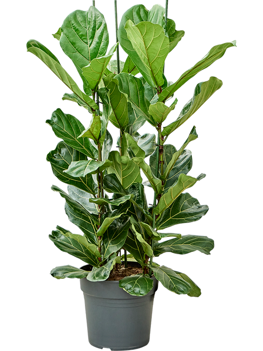 Planta naturala de interior Tuft D85xH140cm Ficus lyrata PS34/27cm in pamant