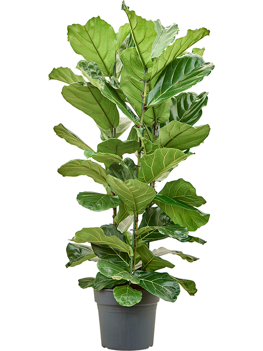 Planta naturala de interior Tuft D85xH170cm Ficus lyrata PS34/27cm in pamant