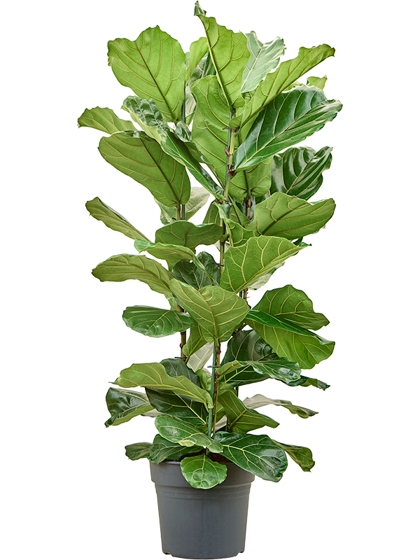 Planta naturala de interior Tuft D85xH170cm Ficus lyrata PS34/27cm in pamant