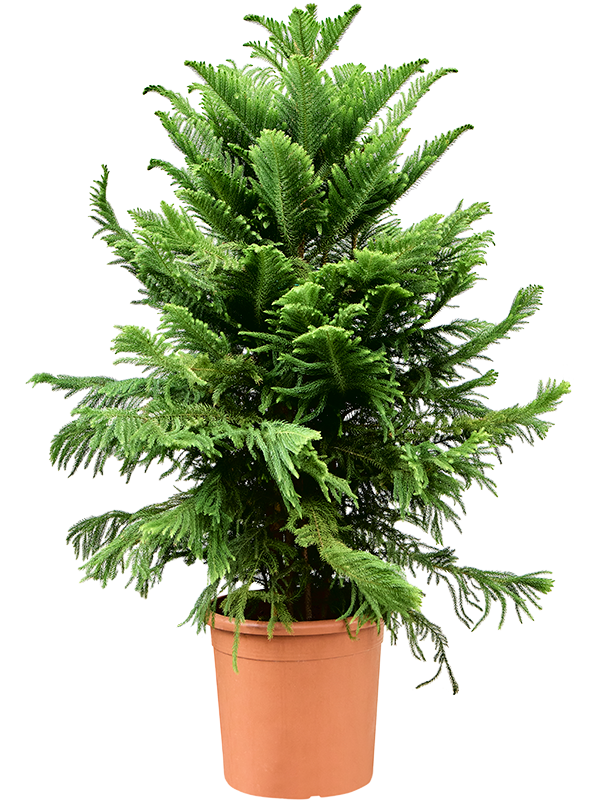 Planta naturala de interior Tuft D85xH200cm Araucaria heterophylla PS50/42cm in pamant