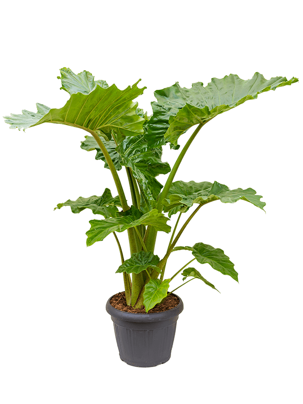 Planta naturala de interior Tuft D90xH120cm Alocasia 'Portodora' PS35/27cm in pamant