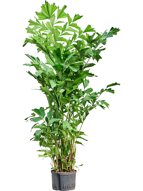 Planta naturala de interior Tuft D90xH160cm Caryota mitis P28/19cm in hidrogranule
