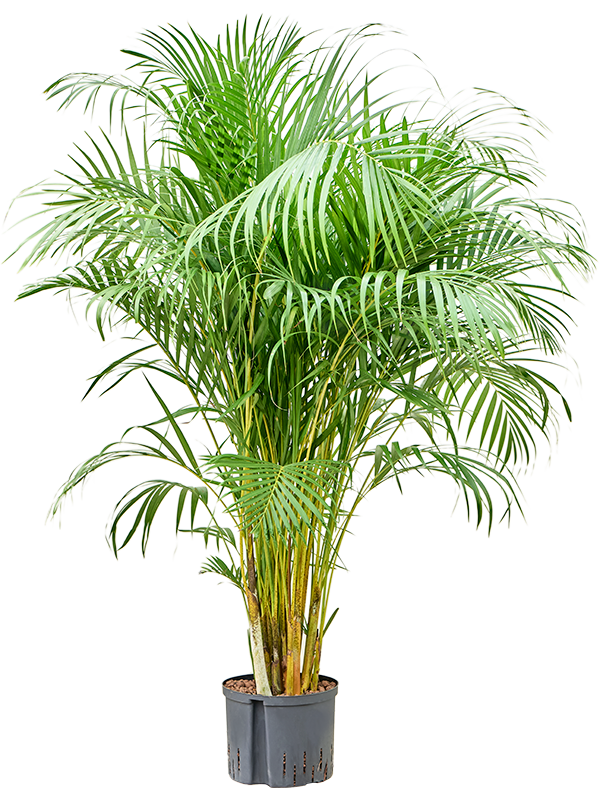 Planta naturala de interior Tuft D90xH160cm Dypsis (Areca) lutescens P25/19cm in hidrogranule