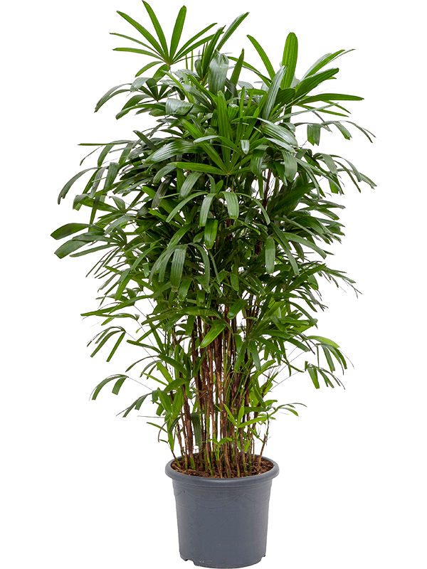Planta naturala de interior Tuft D90xH180cm Rhapis excelsa PS45/37cm in pamant