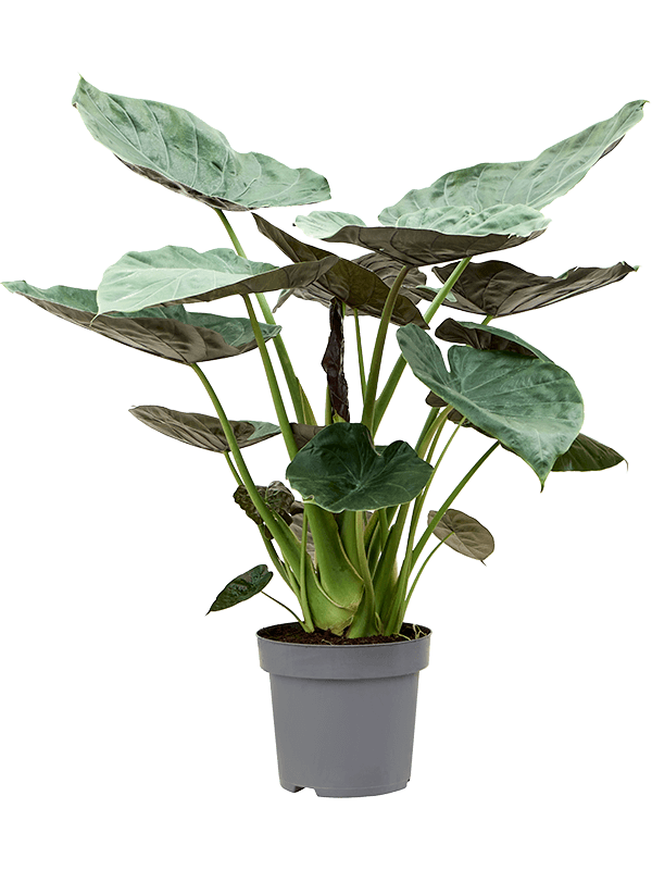 Planta naturala de interior Tuft D95xH130cm Alocasia Wentii PS32/30cm in pamant