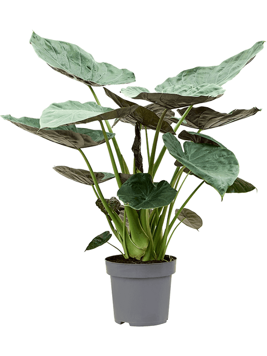 Planta naturala de interior Tuft D95xH130cm Alocasia Wentii PS32/30cm in pamant