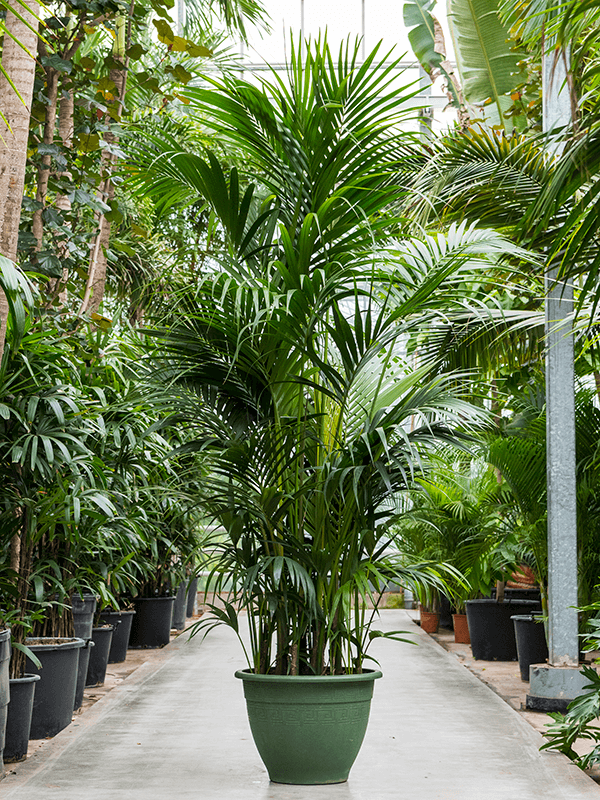 Planta naturala de interior `Tuft extra 12/15pp D80xH260cm Kentia (Howea) forsteriana PS60/44cm in pamant