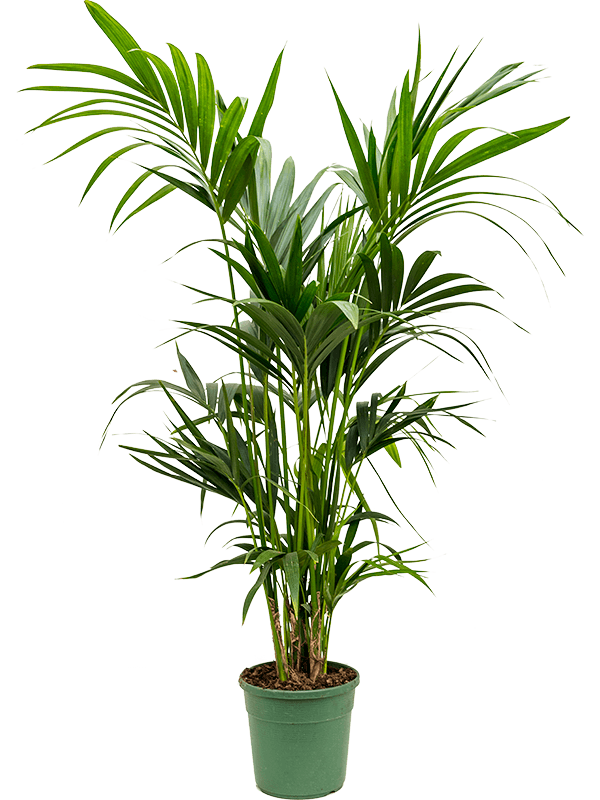 Planta naturala de interior Tuft extra 4/5pp D70xH140cm Kentia (Howea) forsteriana PS22/20cm in pamant