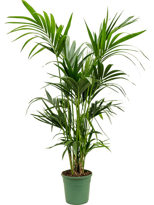 Planta naturala de interior Tuft extra 4/5pp D70xH160cm Kentia (Howea) forsteriana PS22/20cm in pamant