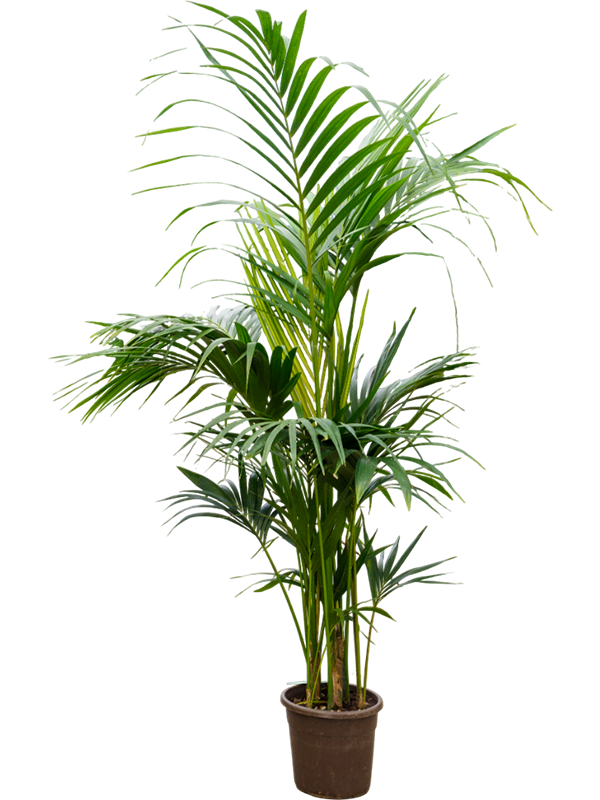 Planta naturala de interior Tuft extra 5/6pp D100xH190cm Kentia (Howea) forsteriana PS27/27cm in pamant
