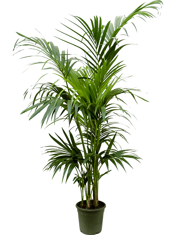 Planta naturala de interior Tuft extra 5/6pp D90xH160cm Kentia (Howea) forsteriana PS24/22cm in pamant