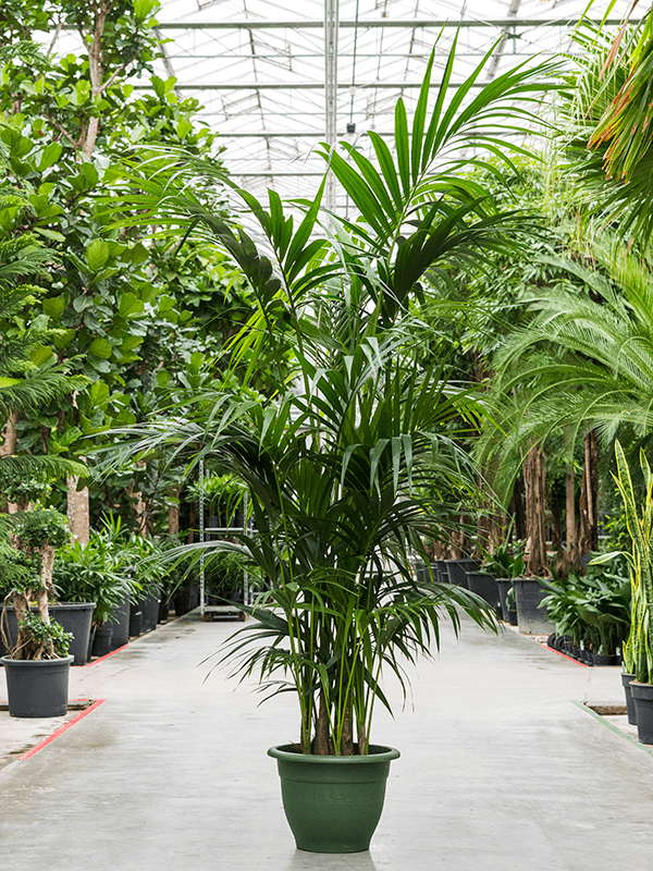 Planta naturala de interior Tuft extra 8/9pp D80xH230cm Kentia (Howea) forsteriana PS40/30cm in pamant