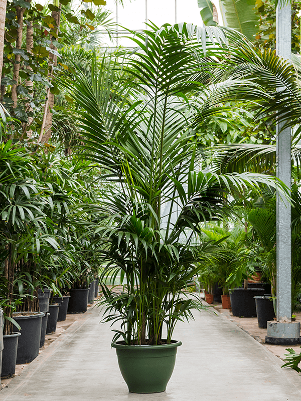 Planta naturala de interior Tuft extra 9/12pp D60xH260cm Kentia (Howea) forsteriana PS50/37cm in pamant