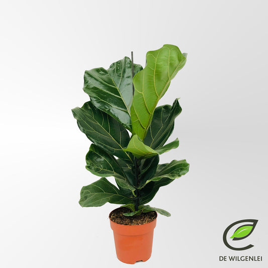 Planta naturala de interior Tuft H70cm Ficus lyrata PS17/ in pamant
