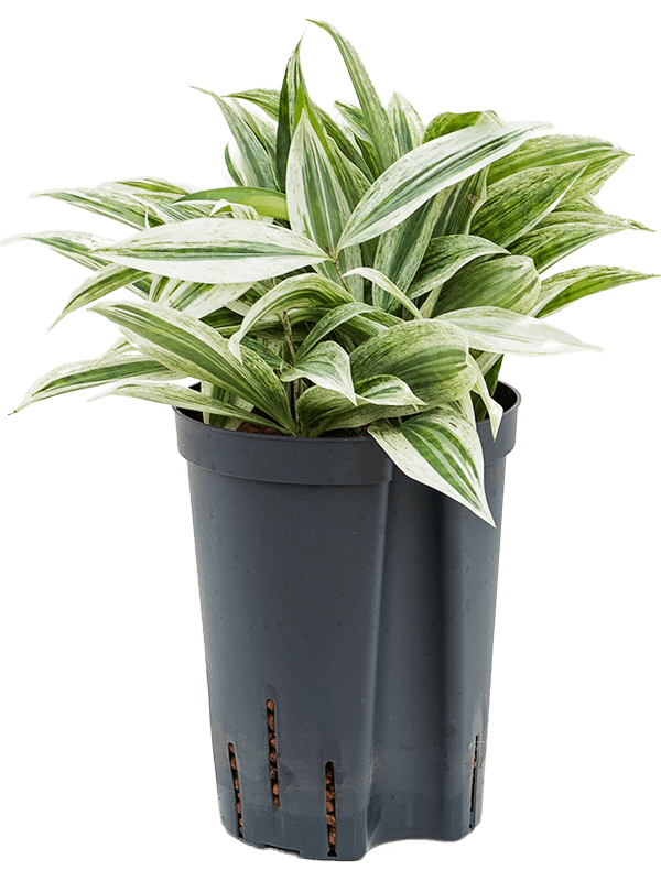 Planta naturala de interior Tuft White D20xH40cm Dracaena surculosa 'Mike' P15/19cm in hidrogranule