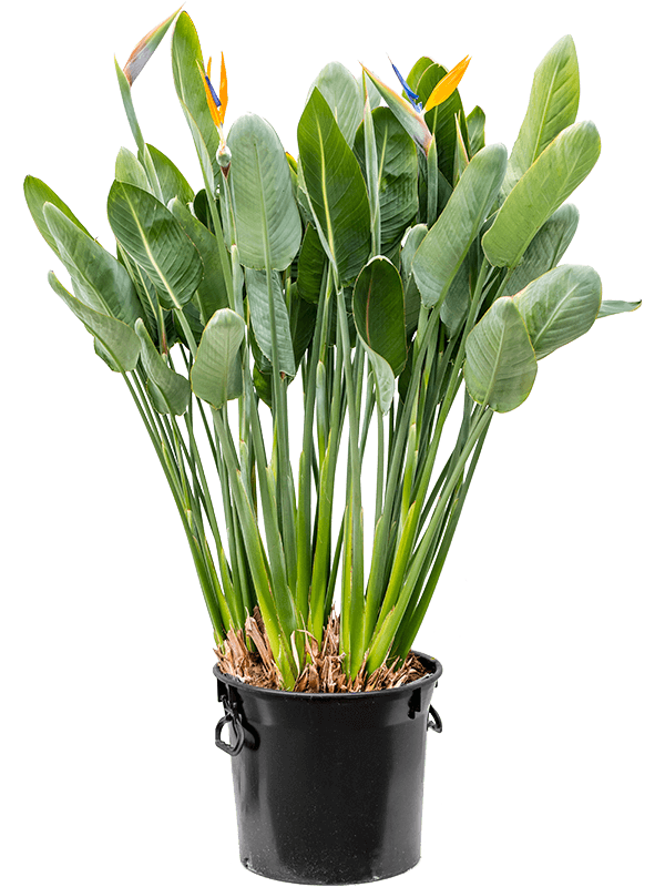 Planta naturala de interior Tuft (with flower-buds) D75xH130cm Strelitzia reginae PS40/36cm in pamant