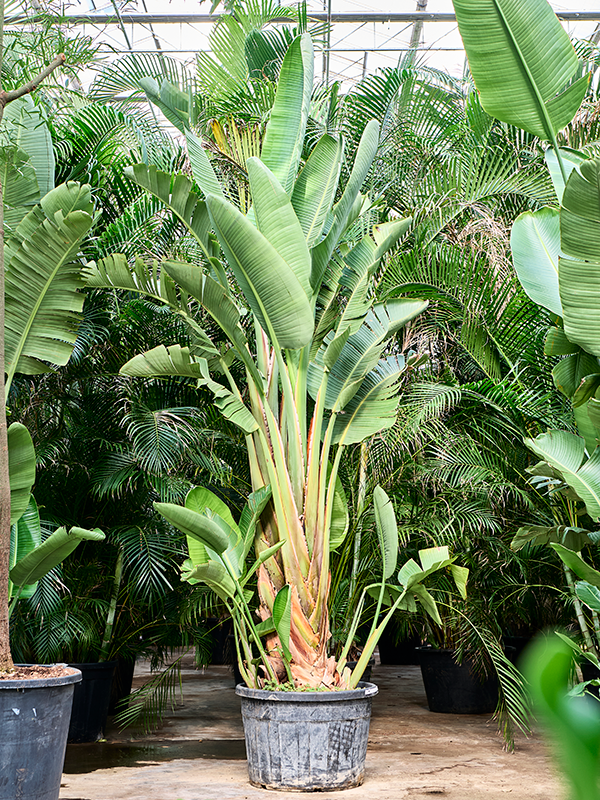 Planta naturala de interior Tuft XL D150xH350cm Strelitzia nicolai PS95/55cm in pamant