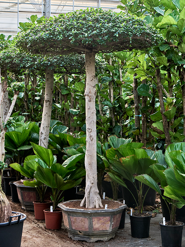 Planta naturala de interior Umbrella D135xH225cm Ficus microcarpa 'Compacta' PS80/51cm in pamant