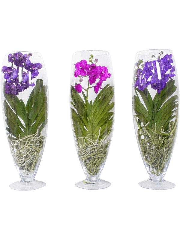 Planta naturala de interior Vanda in champagne vase D26xH70cm Vanda champagne mix PS in pamant