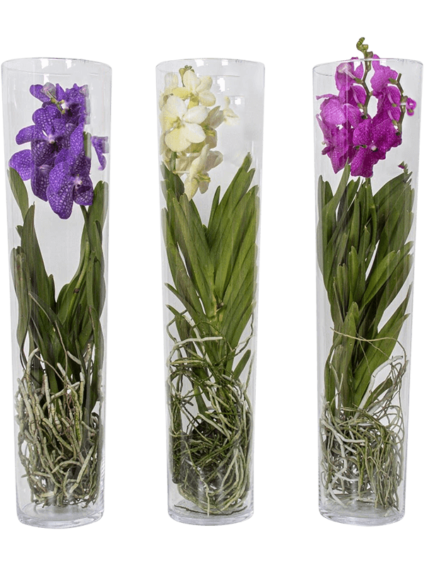 Planta naturala de interior Vanda in conical vase D26xH70cm Vanda conische vaas mix PS17/70cm in pamant