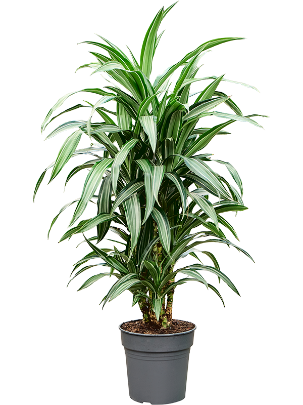 Planta naturala de interior Vertakt-multi D30xH110cm Dracaena fragrans 'Ulises' PS24/23cm in pamant