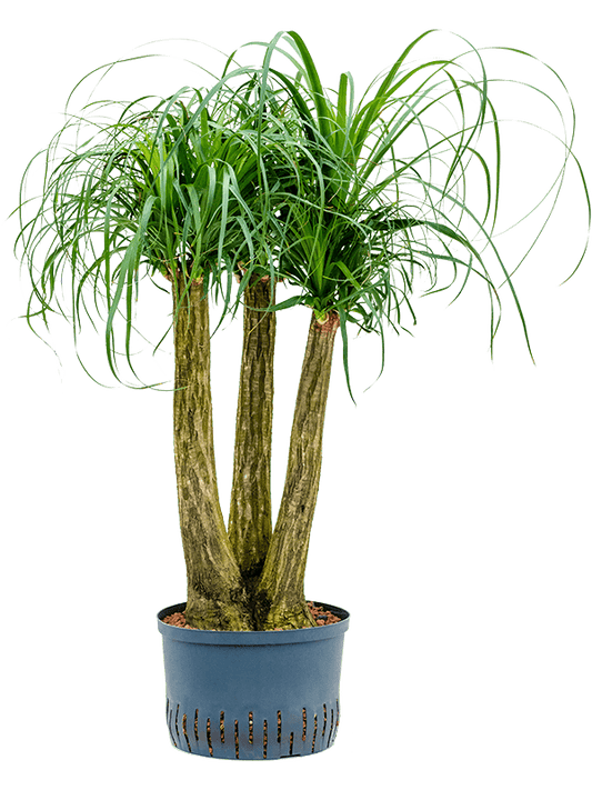 Planta naturala de interior Verzweigt (60) D45xH90cm Beaucarnea recurvata P28/19cm in hidrogranule