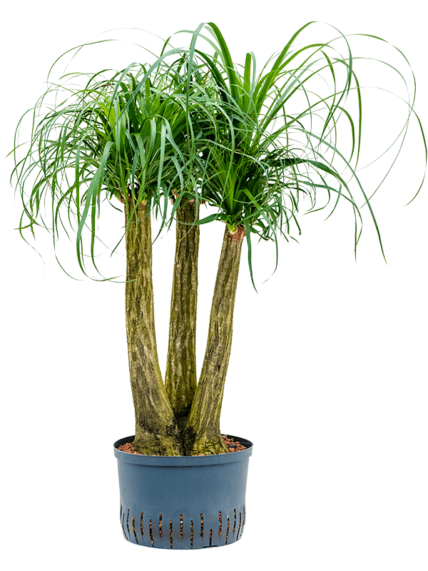 Planta naturala de interior Verzweigt (60) D45xH90cm Beaucarnea recurvata P28/19cm in hidrogranule