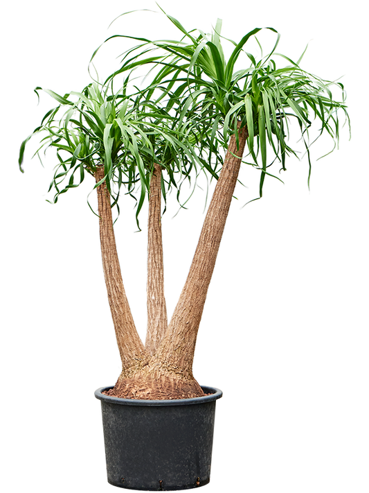 Planta naturala de interior Verzweigt (80) D70xH125cm Beaucarnea recurvata P35/28cm in hidrogranule