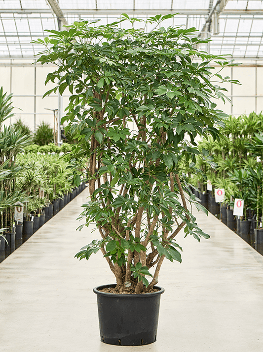Planta naturala de interior Verzweigt D100xH190cm Schefflera arboricola 'Compacta' P35/28cm in hidrogranule