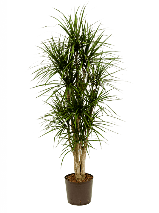 Planta naturala de interior Verzweigt D40xH130cm Dracaena marginata P22/19cm in hidrogranule