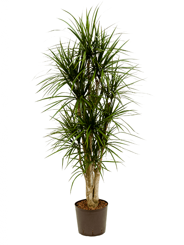 Planta naturala de interior Verzweigt D40xH130cm Dracaena marginata P22/19cm in hidrogranule