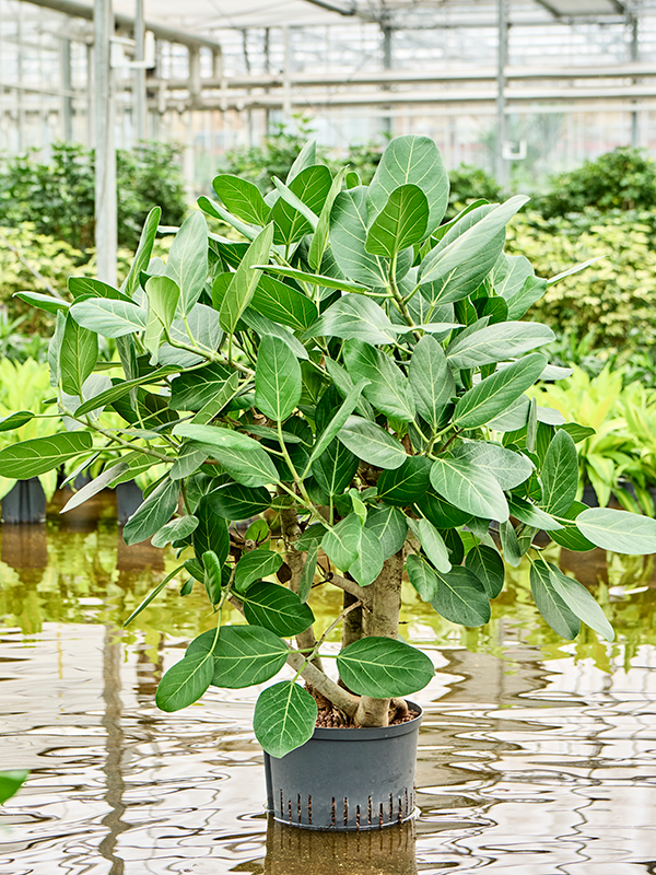 Planta naturala de interior Verzweigt D60xH100cm Ficus benghalensis 'Audrey' P28/19cm in hidrogranule