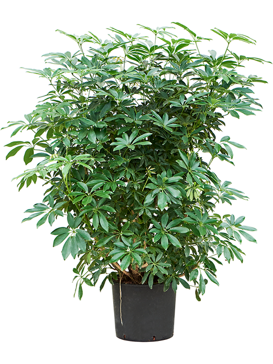 Planta naturala de interior Verzweigt D70xH120cm Schefflera arboricola 'Compacta' P32/26cm in hidrogranule
