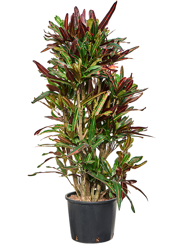 Planta naturala de interior Verzweigt D70xH130cm Croton (Codiaeum) variegatum 'Mammi' P28/24cm in hidrogranule