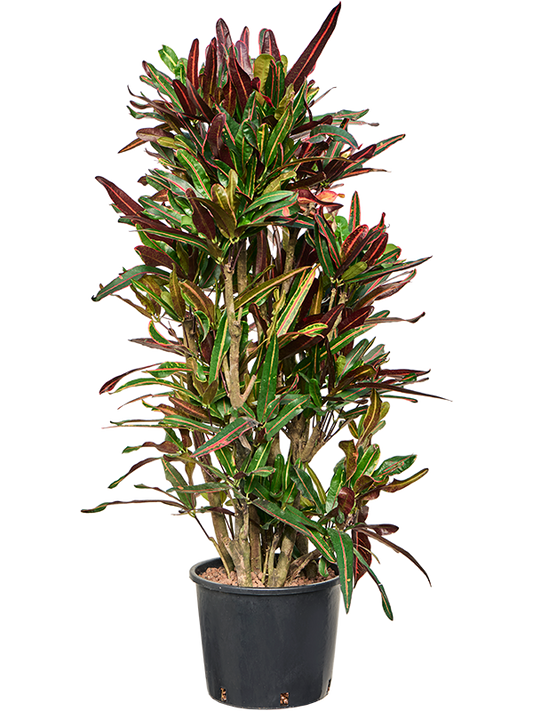 Planta naturala de interior Verzweigt D70xH130cm Croton (Codiaeum) variegatum 'Mammi' P28/24cm in hidrogranule