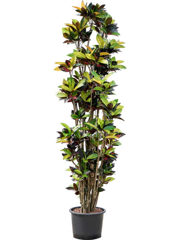 Planta naturala de interior Verzweigt D70xH230cm Croton (Codiaeum) variegatum 'Mrs. Iceton' P32/26cm in hidrogranule