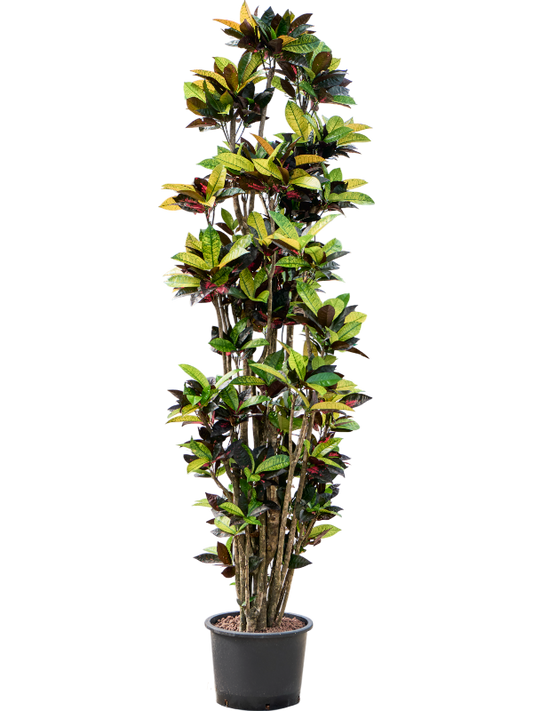 Planta naturala de interior Verzweigt D70xH230cm Croton (Codiaeum) variegatum 'Mrs. Iceton' P32/26cm in hidrogranule