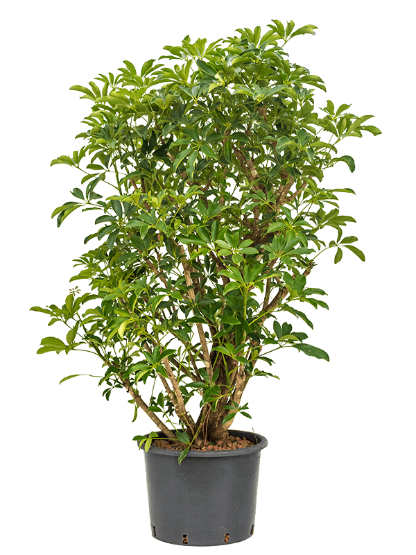 Planta naturala de interior Verzweigt D80xH160cm Schefflera arboricola 'Compacta' P35/28cm in hidrogranule