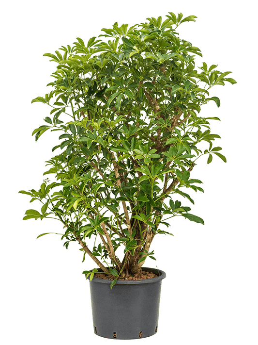 Planta naturala de interior Verzweigt D80xH160cm Schefflera arboricola 'Compacta' P35/28cm in hidrogranule