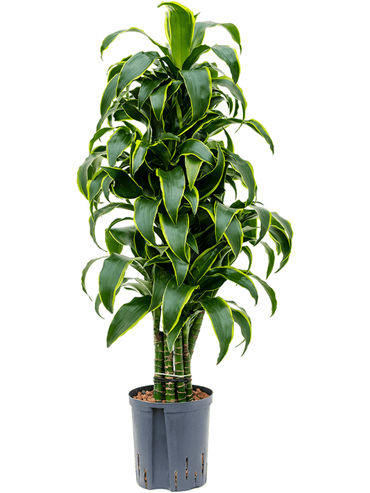 Planta naturala de interior Verzweigt-Multi D40xH100cm Dracaena fragrans 'Dorado' P18/19cm in hidrogranule