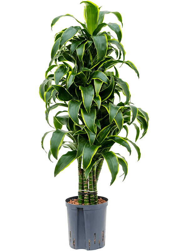 Planta naturala de interior Verzweigt-Multi D40xH105cm Dracaena fragrans 'Dorado' P18/19cm in hidrogranule