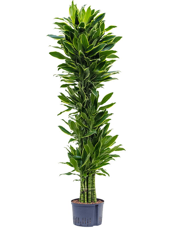 Planta naturala de interior Verzweigt-multi D50xH175cm Dracaena fragrans 'Golden Coast' P25/19cm in hidrogranule