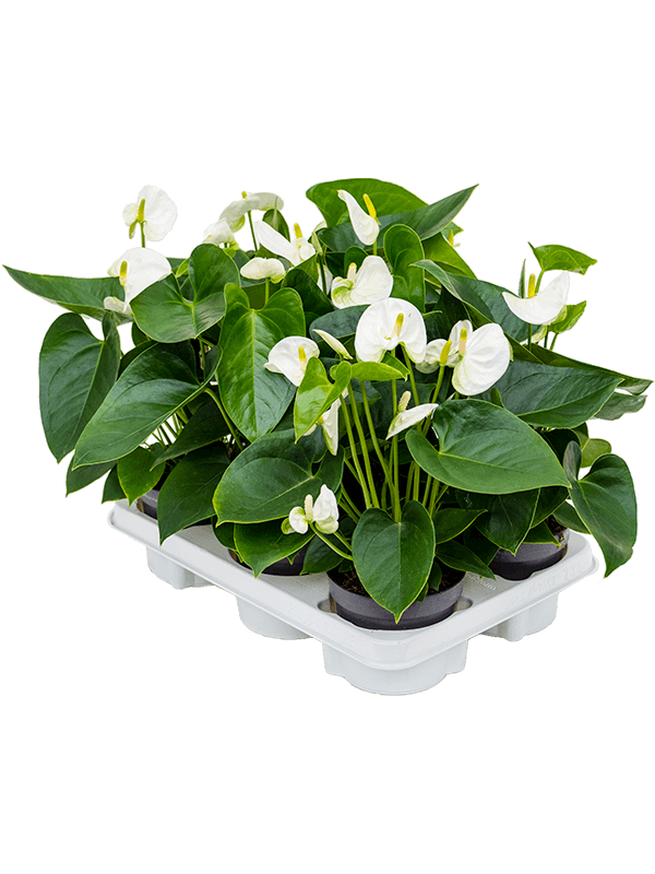 Planta naturala de interior White D30xH40cm Anthurium andraeanum 'Sierra White' PS12/10cm in pamant