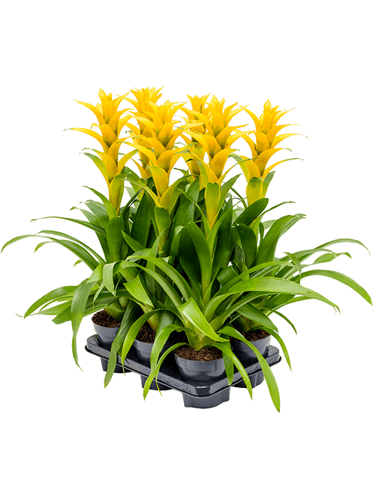 Planta naturala de interior Yellow D35xH55cm Guzmania 'Hilda' PS13/12cm in pamant