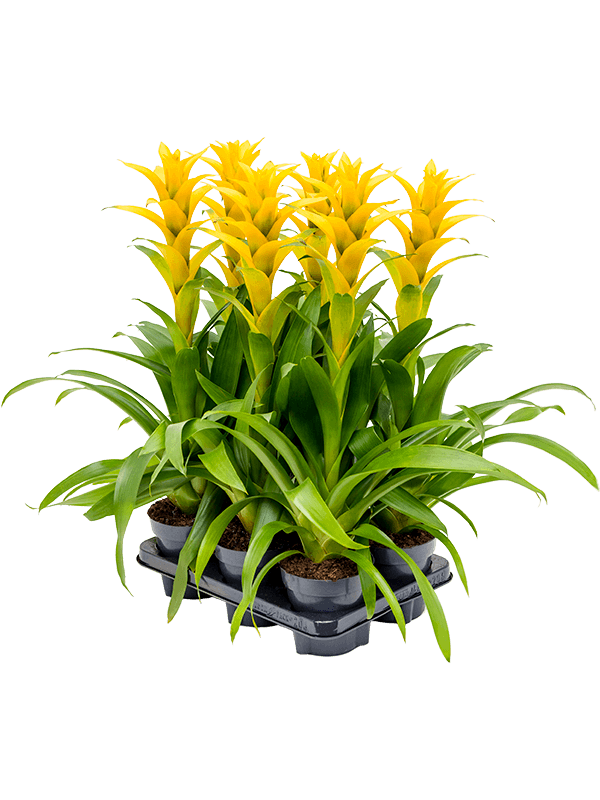 Planta naturala de interior Yellow D35xH55cm Guzmania 'Hilda' PS13/12cm in pamant