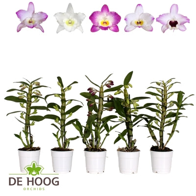 Planta naturala Dendrobium nob. mixed H45 cm PS12 cm in pamant